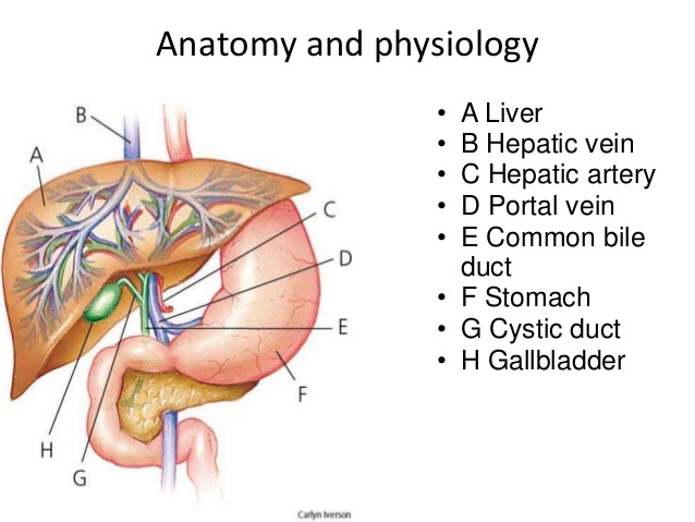 Anatomy and physiology 3d